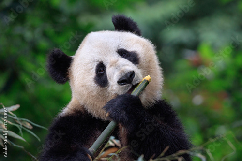 Panda Bear Enjoying Eating Bamboo  Bifengxia Panda Reserve in Ya an - Sichuan Province  China. Panda looking at the viewer and holding a large chunk of Bamboo. Endangered Species Animal Conservation