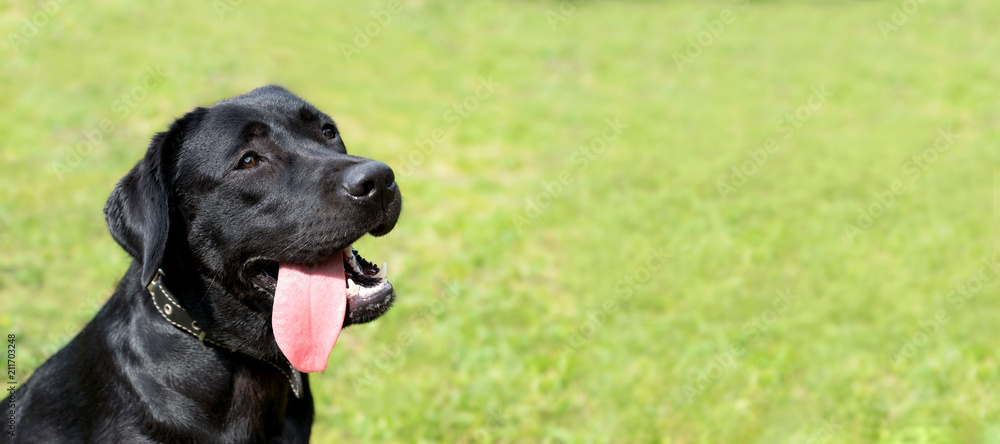 Black labrador sits on the grass and waits for a new team from the owner	