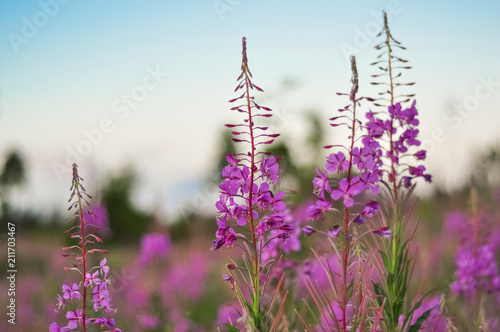 Pink Ivan Tea or blooming Sally in the field. Willow-herb at sunset. Nature landscape. photo