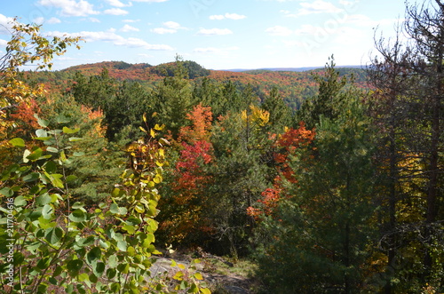 Scenic fall view of colorful forest  Ontario  Canada 