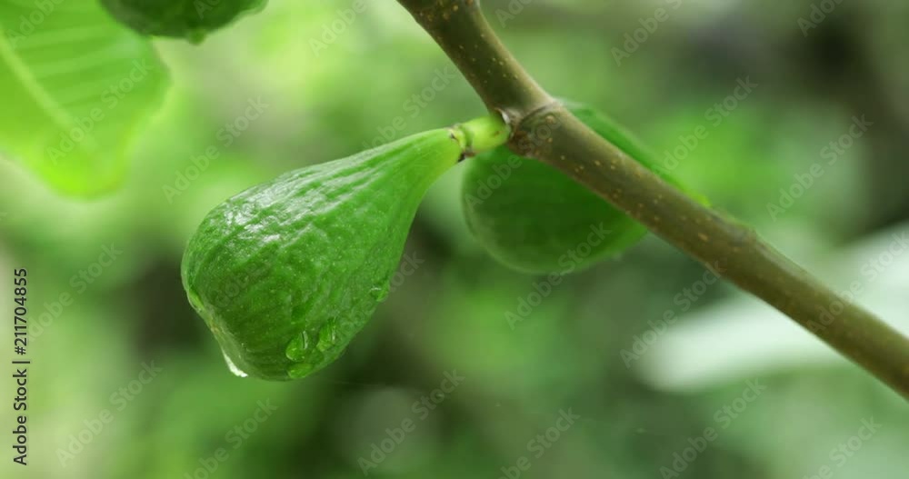 Unripe fig fruits hanging at tree with raindrops dripping down, steadicam close-up, no people Unripe fig fruits hanging at tree with raindrops dripping down, steadicam close-up, no people