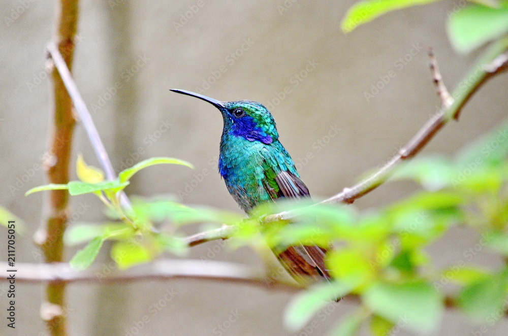 Lesser violetear hummingbird Lesser violetear hummingbird