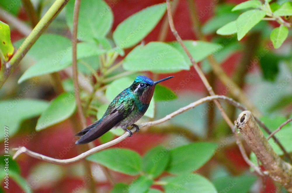 Purple-Throated Mountain Gem Hummingbird - male Purple-Throated Mountain Gem Hummingbird - male