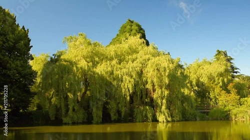 park with thick trees, near a pond with ducks and a wooden bridge