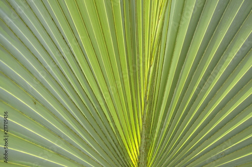 Silver tropical palm leaves