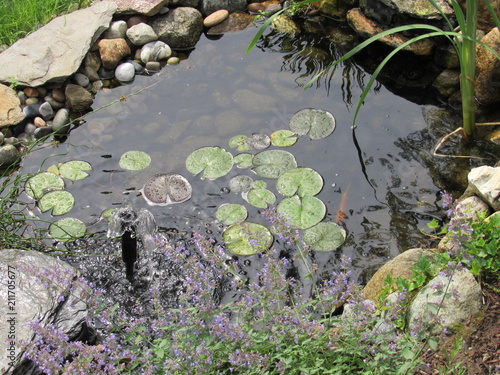 A man made Koi fish pond with lily pads and other plants  