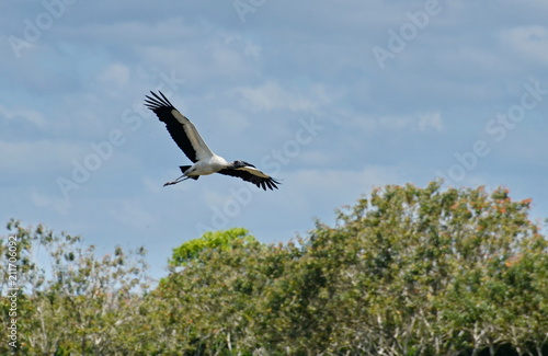 Wood stork flying