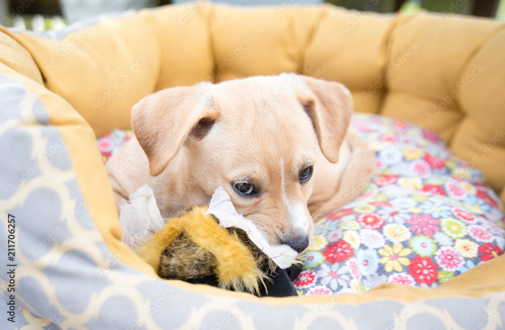 Obraz premium Mixed Breed Tan Colored Puppy Relaxing in Bed Outside
