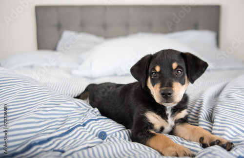 Photos Adorable Black and Tan Puppy Relaxing on Human Bed