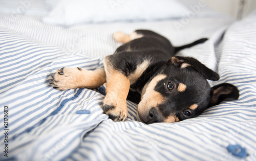 Adorable Black and Tan Puppy Relaxing on Human Bed