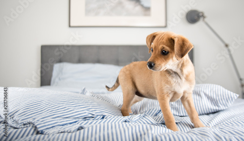 Adorable Puppy Relaxing on Human Bed © Anna Hoychuk