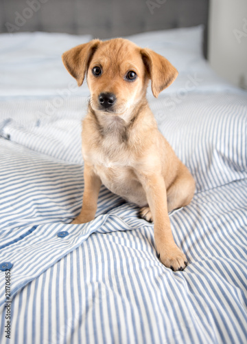 Photos Adorable Puppy Relaxing on Human Bed