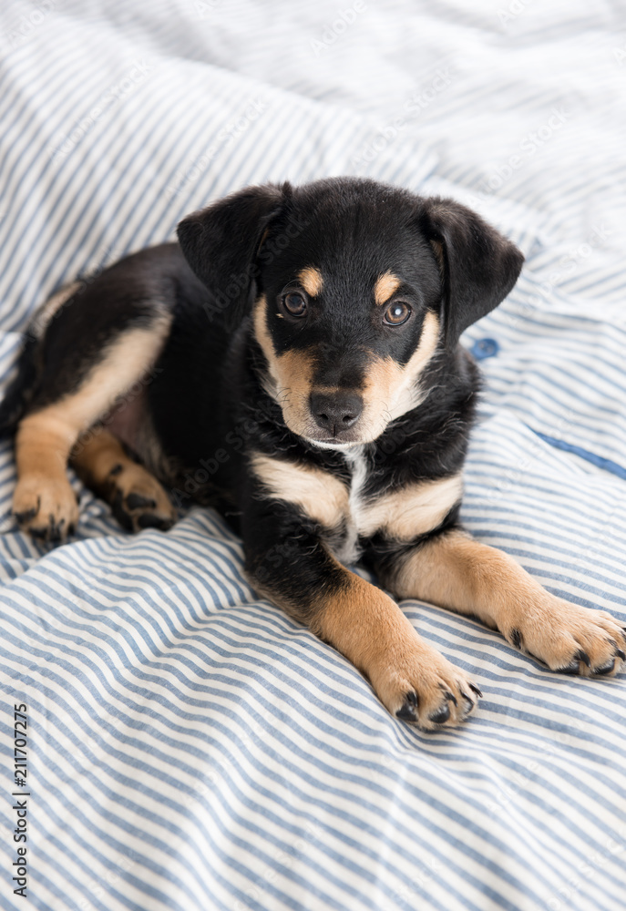 Adorable Young Puppy Playing on Blanket Adorable Young Puppy Playing on Blanket