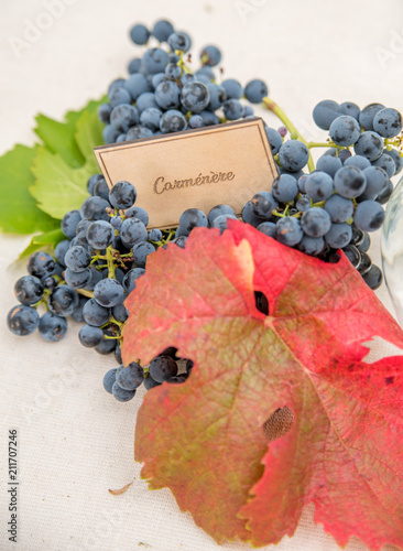 Carmenere Grapes & Leaves photo