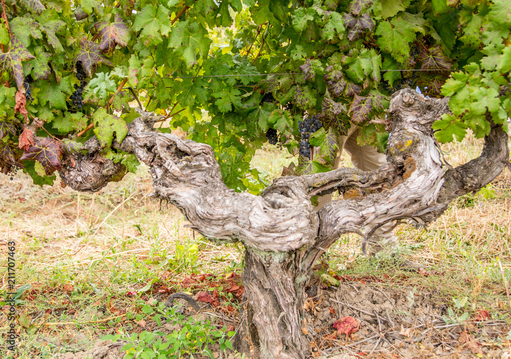 Ancient Carignan Vine - Maule Valley, Chile Ancient Carignan Vine - Maule Valley, Chile
