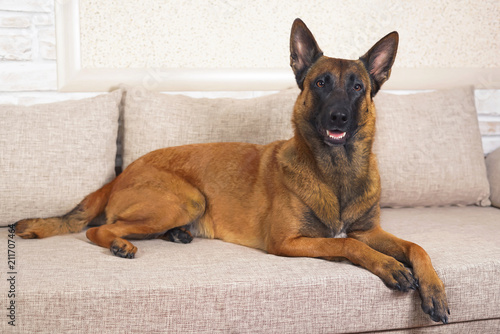 Fototapeta Naklejka Na Ścianę i Meble -  Serious adult Belgian Shepherd dog Malinois lying indoors on a couch with pillows