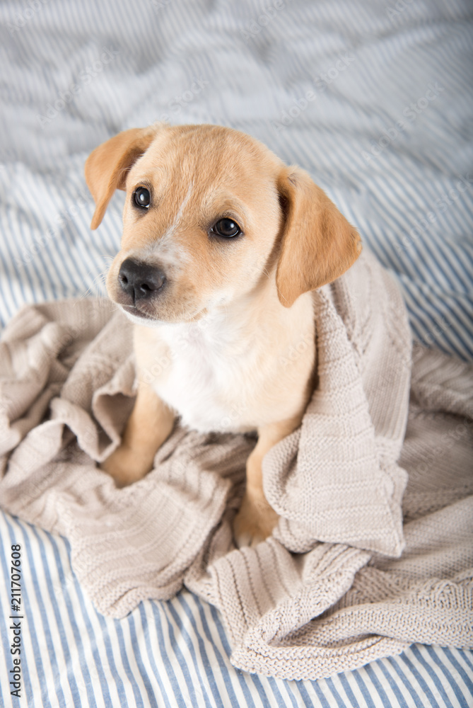 Obraz premium Young Puppy on Striped Blanket