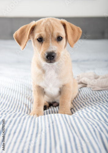Quadro su tela Adorable Little Puppy Sitting on Bed