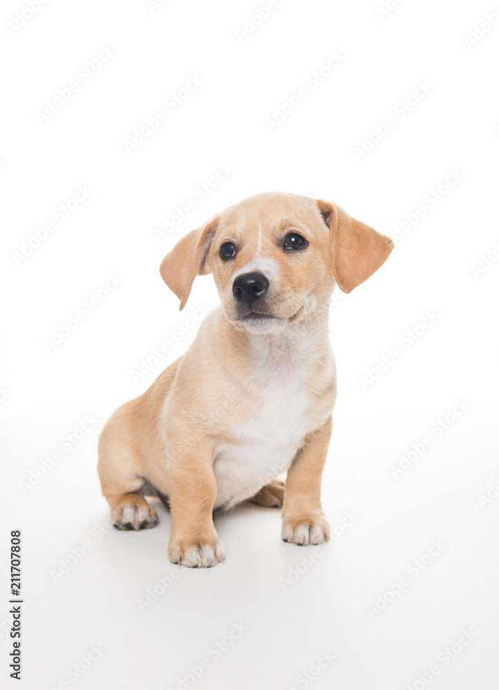 Light Sand Colored Puppy on White Background