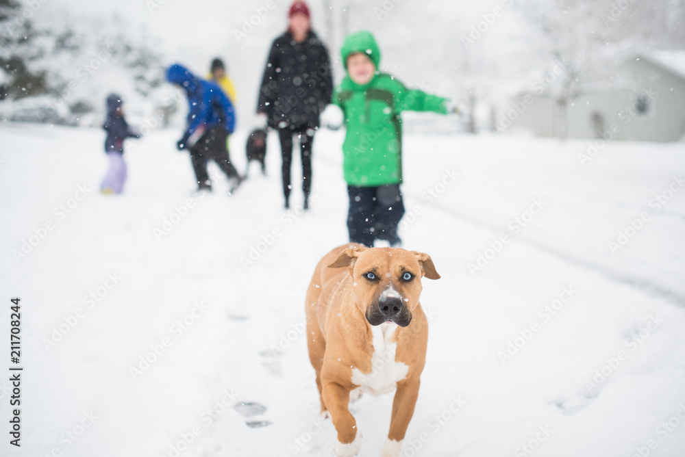 Dog Running Through Snow 