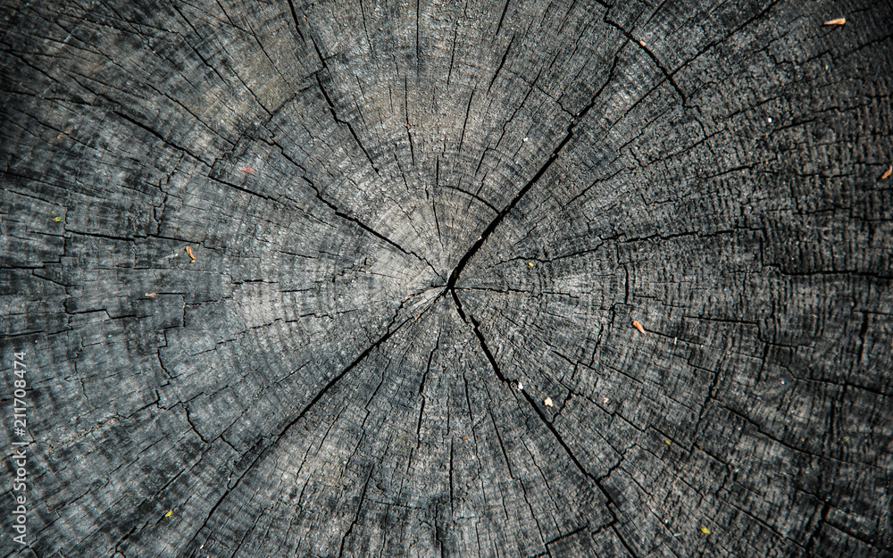 Fototapeta premium STUMP