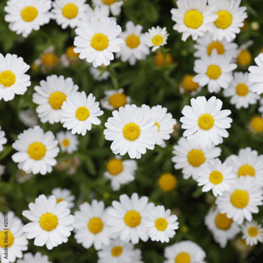 Marguerite flowers background Marguerite flowers background