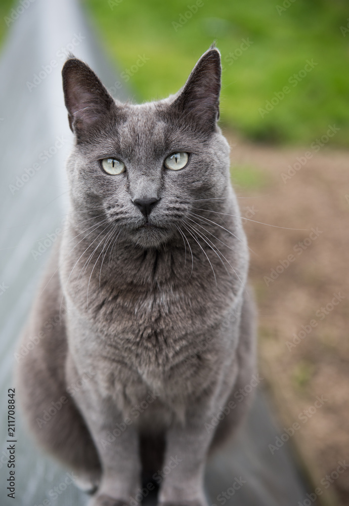 Large Short Haired Cat Hanging Out in Backyard Large Short Haired Cat Hanging Out in Backyard