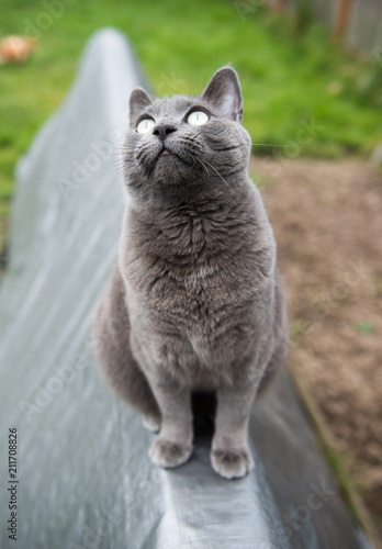 Large Short Haired Cat Hanging Out in Backyard © Anna Hoychuk