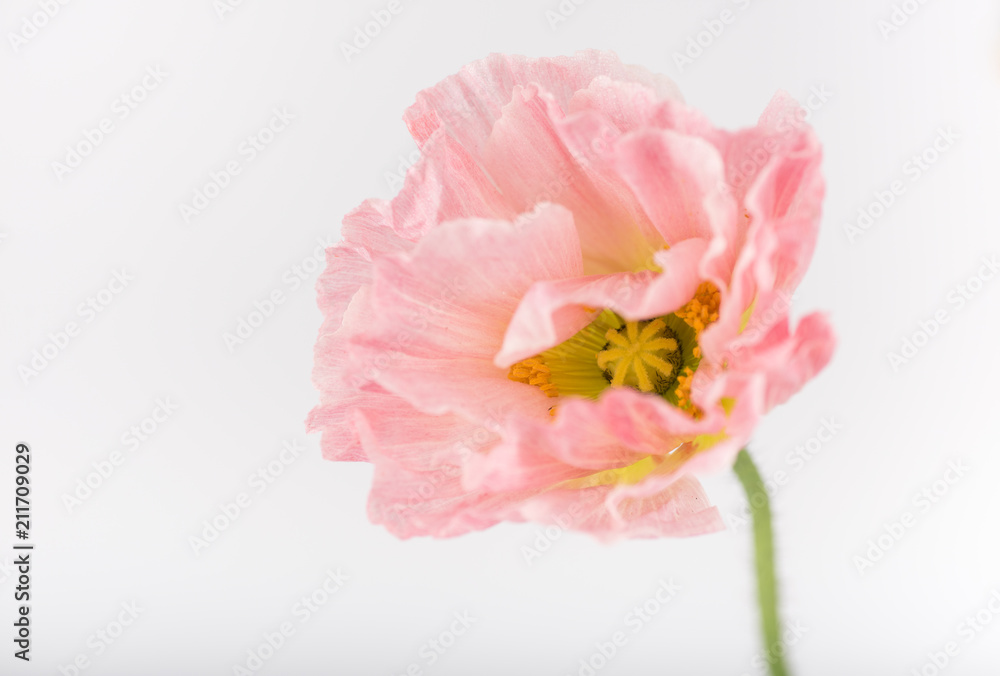 Soft Pink Flower of Iceland Poppy Flower Soft Pink Flower of Iceland Poppy Flower