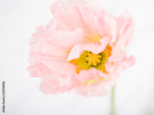 Soft Pink Flower of Iceland Poppy Flower