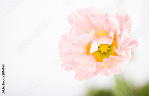 Soft Pink Flower of Iceland Poppy Flower