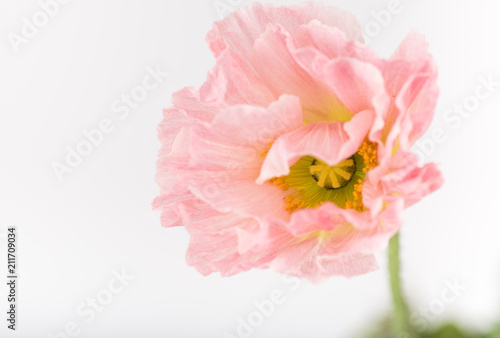 Soft Pink Flower of Iceland Poppy Flower