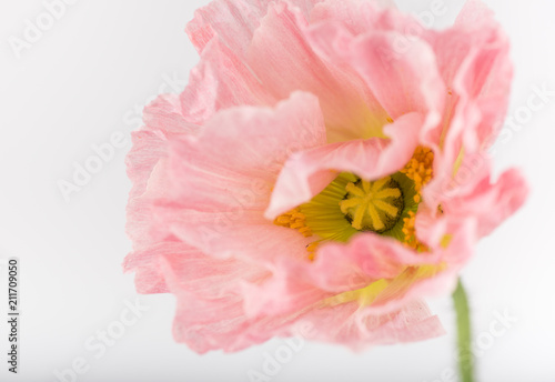 Soft Pink Flower of Iceland Poppy Flower