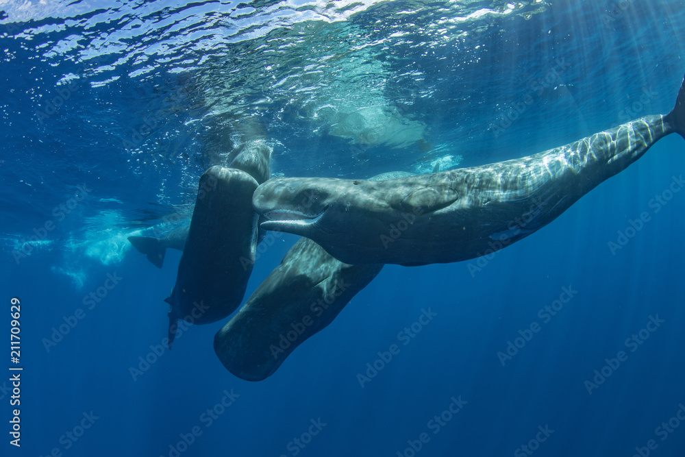 Ocean wildlife whales underwater