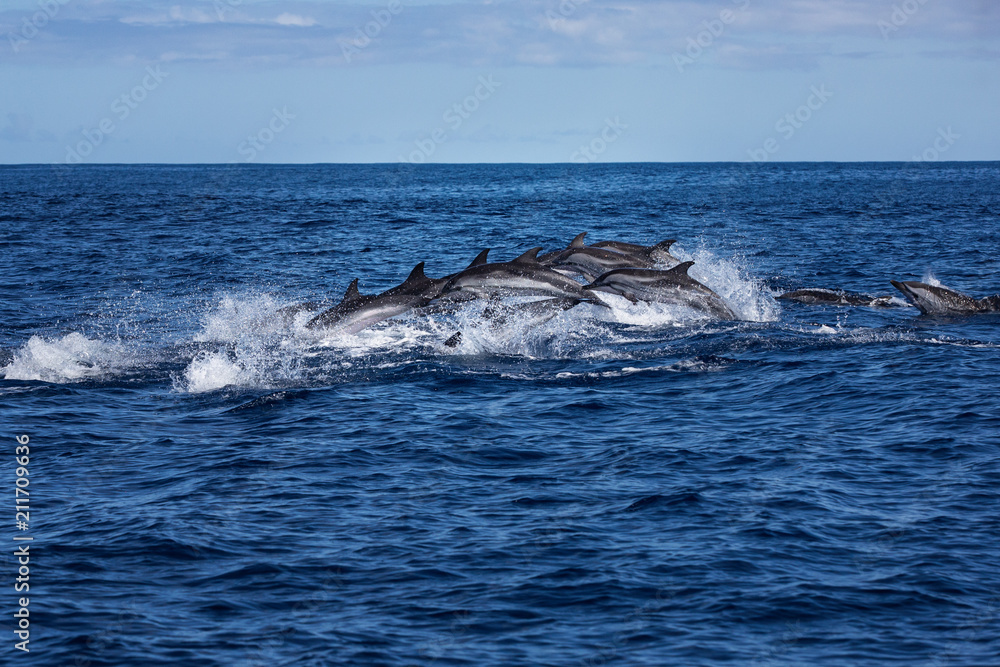 Naklejka premium Pod of dolphins traveling in the ocean