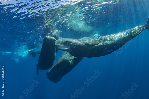 Ocean wildlife whales underwater © willyam