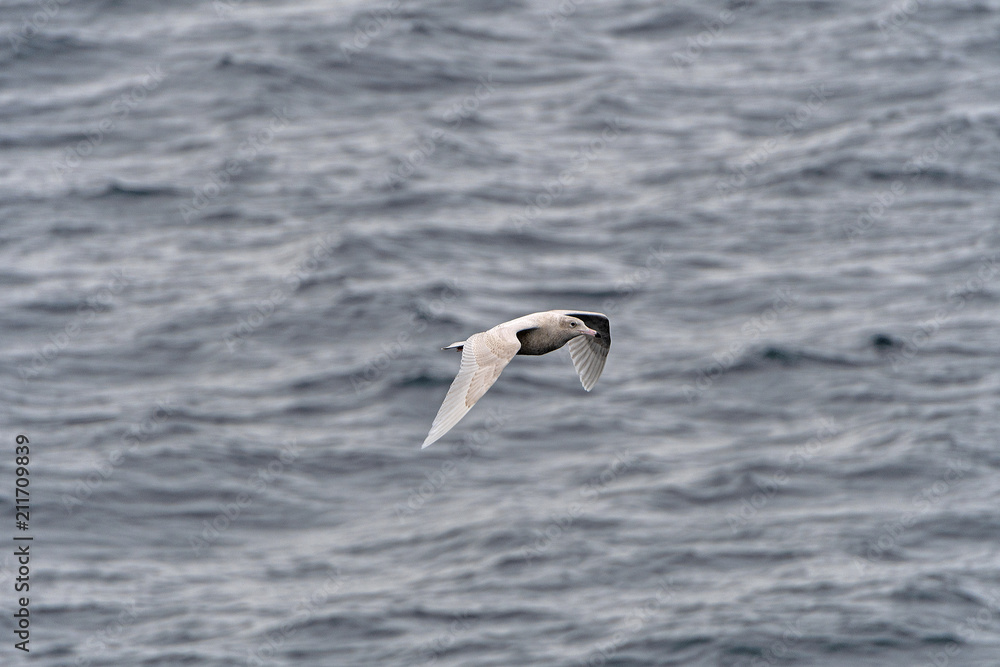 Immature Glaucous Gull in Flight