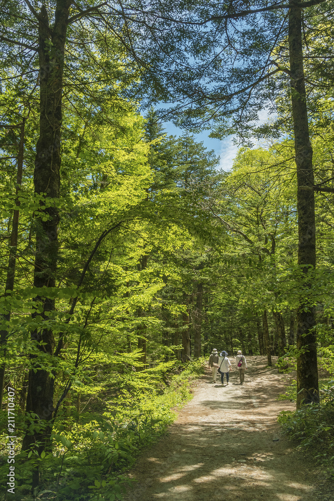Fototapeta premium Walking trail in forest in Kamikochi national park, Kamikochi, Japan.