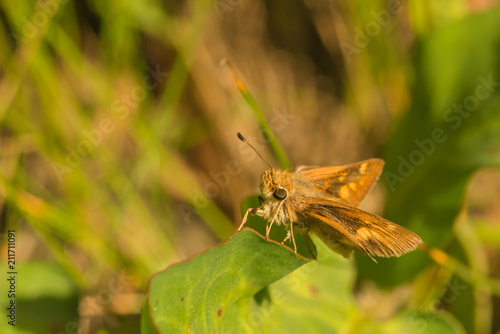 Macro of Skipper Butterfly
