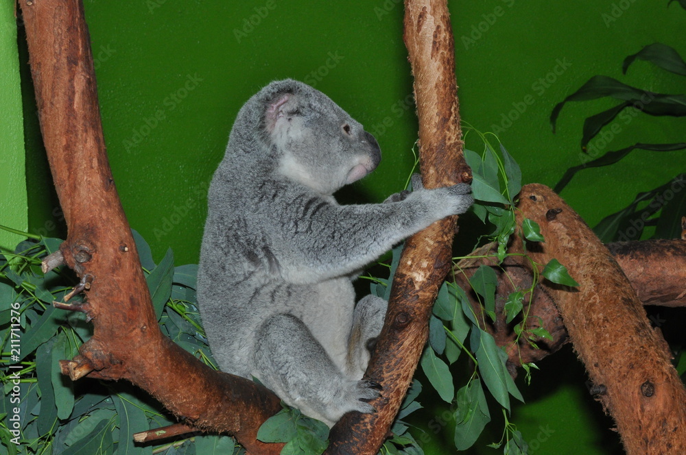 Obraz premium koala
