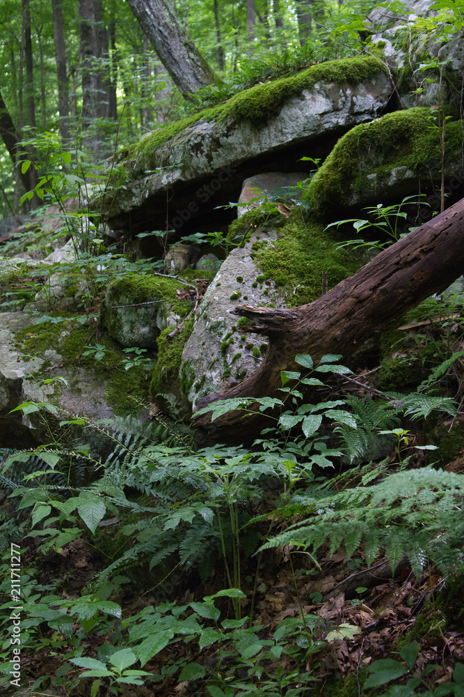 Fallen Tree and Limestone Rocks Covered in Moss in the Lush Foliage of Jefferson National Forest in Virginia Fallen Tree and Limestone Rocks Covered in Moss in the Lush Foliage of Jefferson National Forest in Virginia