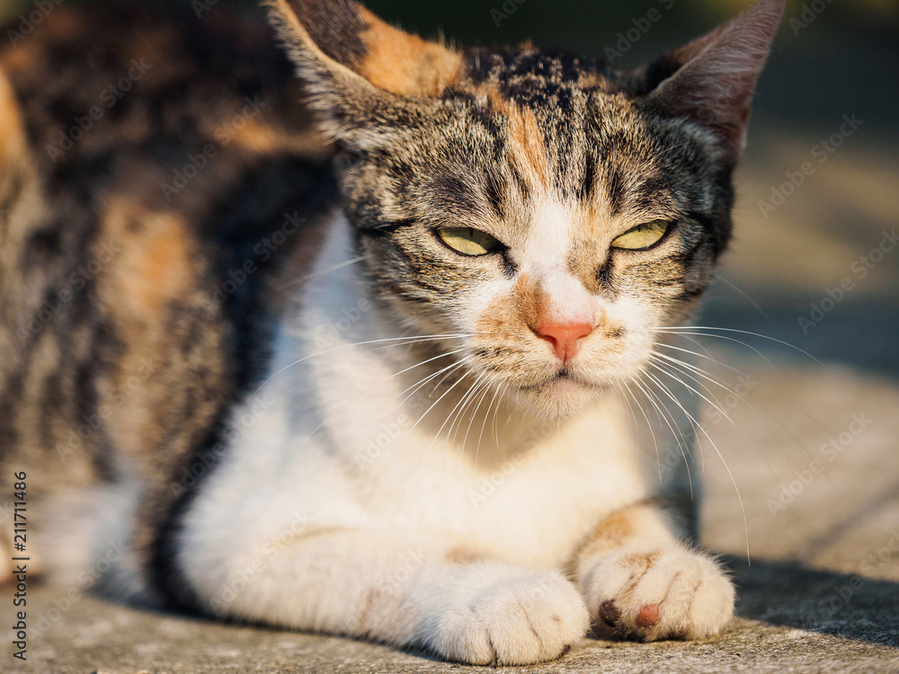 Beautiful calico cat look with fierce and blank eyes in sunny afternoon.