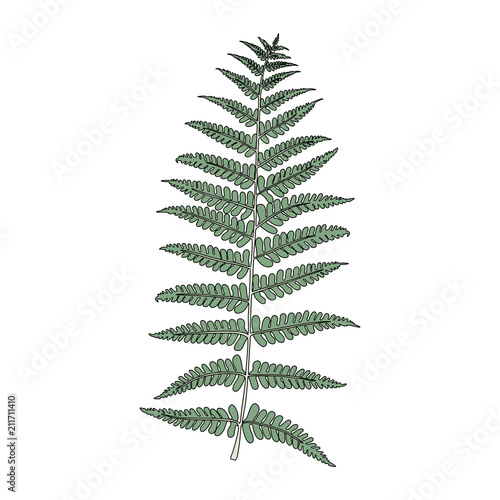 Illustration of fern frond leaf