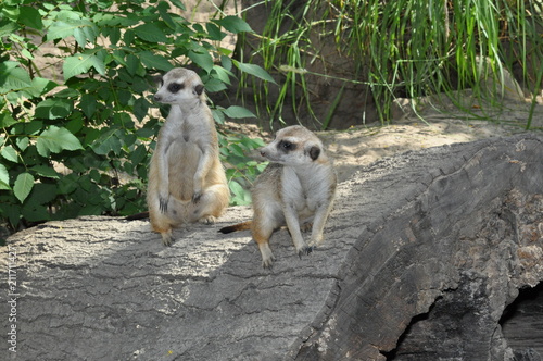 2 meerkats © Waclaw Pakla