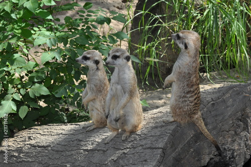3 meerkats