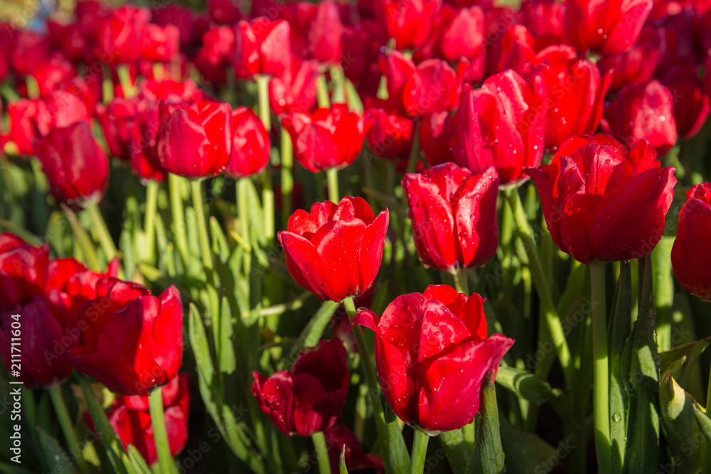 red tulips flower red tulips flower