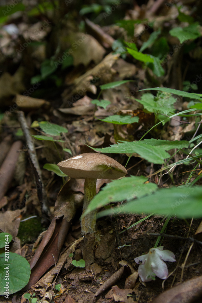 Brown Mushroom Growing on the Forest Floor Brown Mushroom Growing on the Forest Floor