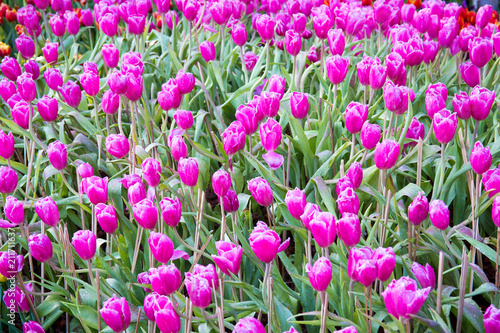Pink tulip flowers.