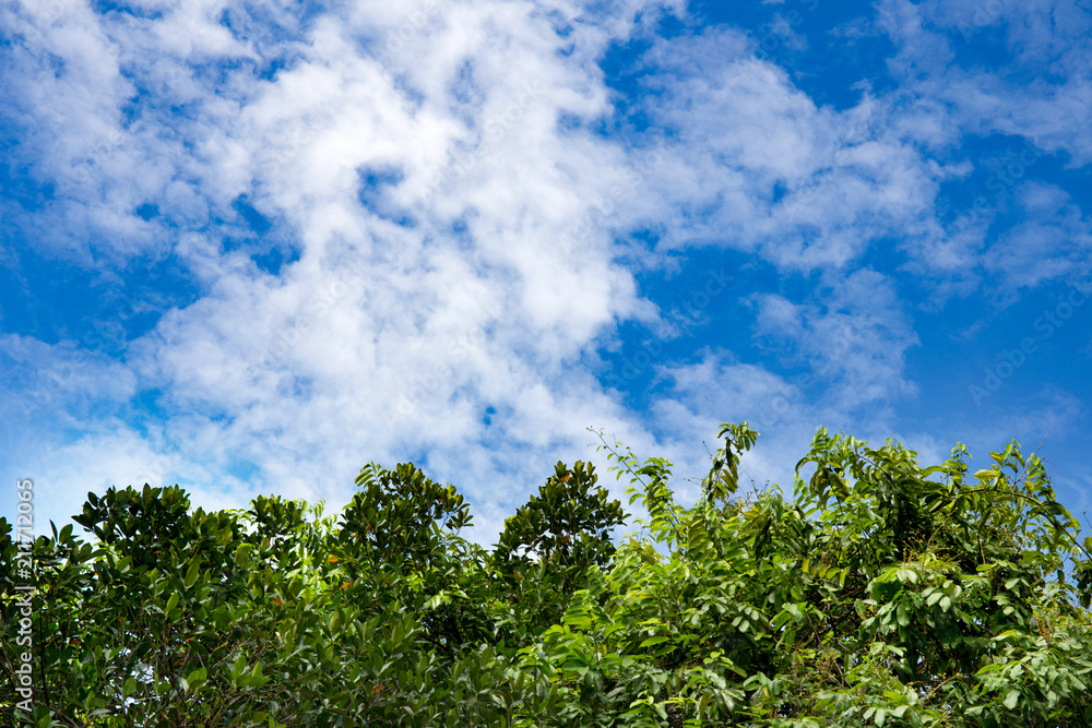 Trees And The Blue Sky Trees And The Blue Sky