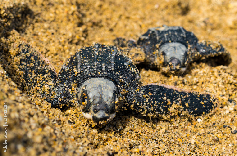 Obraz premium New born leatherback turtles